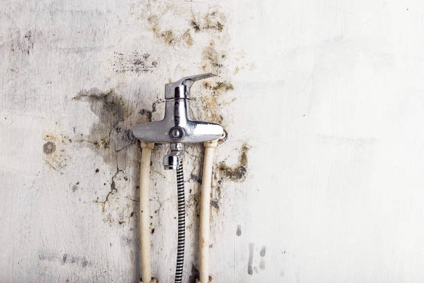 Best DIY Mold Remediation Support Services in Whitinsville, MA